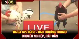 Đá Gà CPc2 KUBET