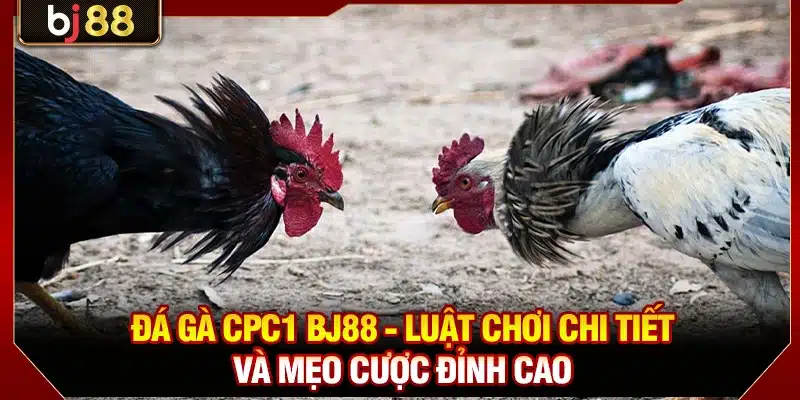 Đá Gà CPC1 KUBET