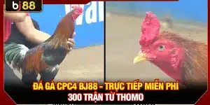 Đá Gà CPC4 KUBET