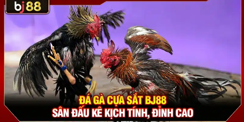 Đá Gà Cựa Sắt KUBET
