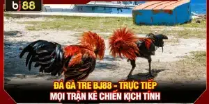 Đá Gà Tre KUBET