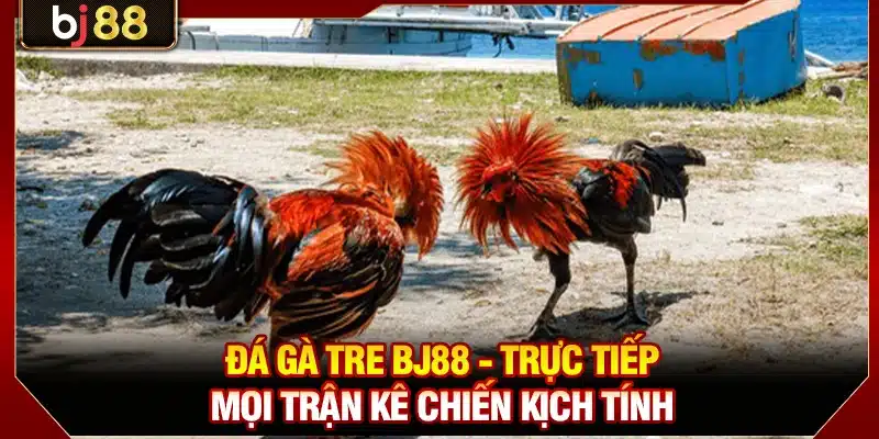 Đá Gà Tre KUBET